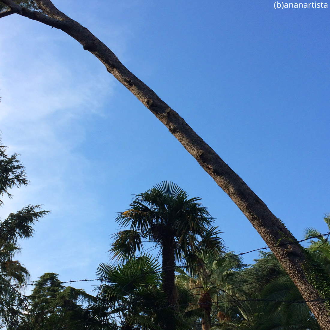 diagonale: fotografia di (b)ananartista sbuff