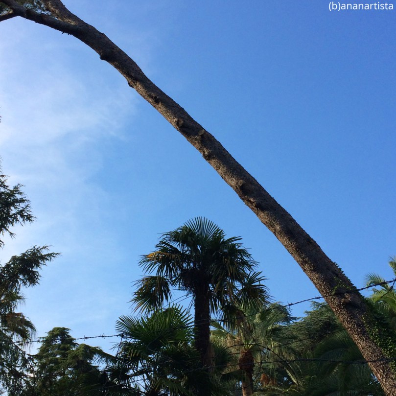 diagonale: fotografia di (b)ananartista sbuff