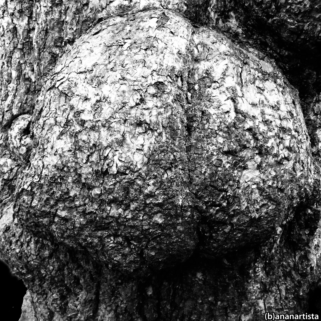 cranium homunculus: photography by (b)ananartista sbuff