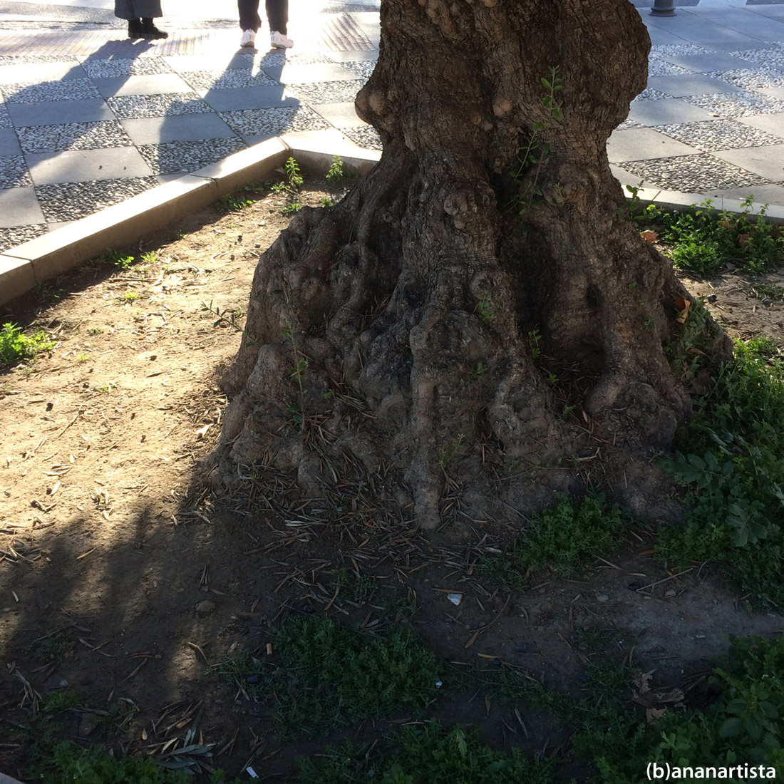 ulivo millenario: fotografia di (b)ananartista sbuff