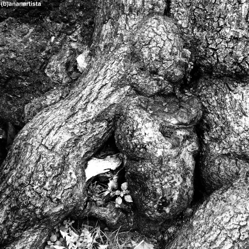 fetus: fotografia di (b)ananartista sbuff