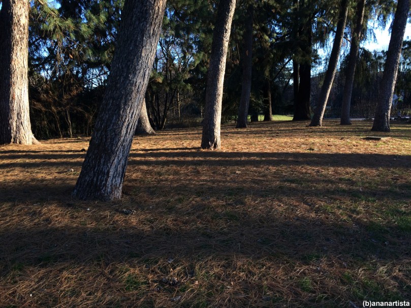 il segreto del bosco vecchio: fotografia di (b)ananartista sbuff