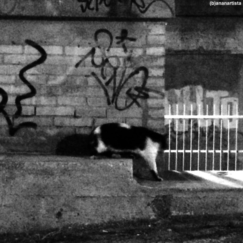gatto in fuga: fotografia di (b)ananartista sbuff
