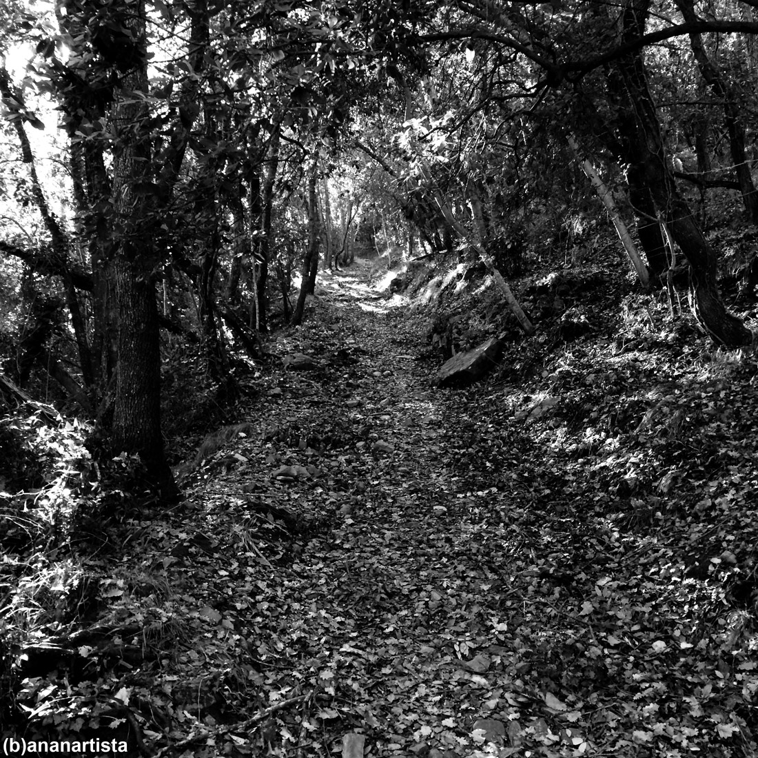 immagina sentieri nuovi: fotografia di (b)ananartista sbuff