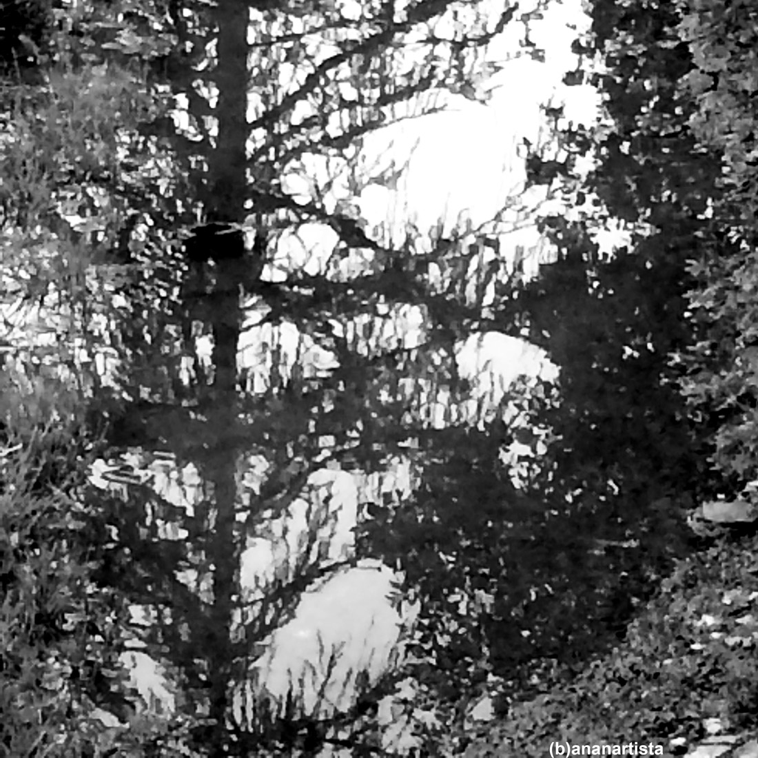 foresta nera: fotografia di (b)ananartista sbuff