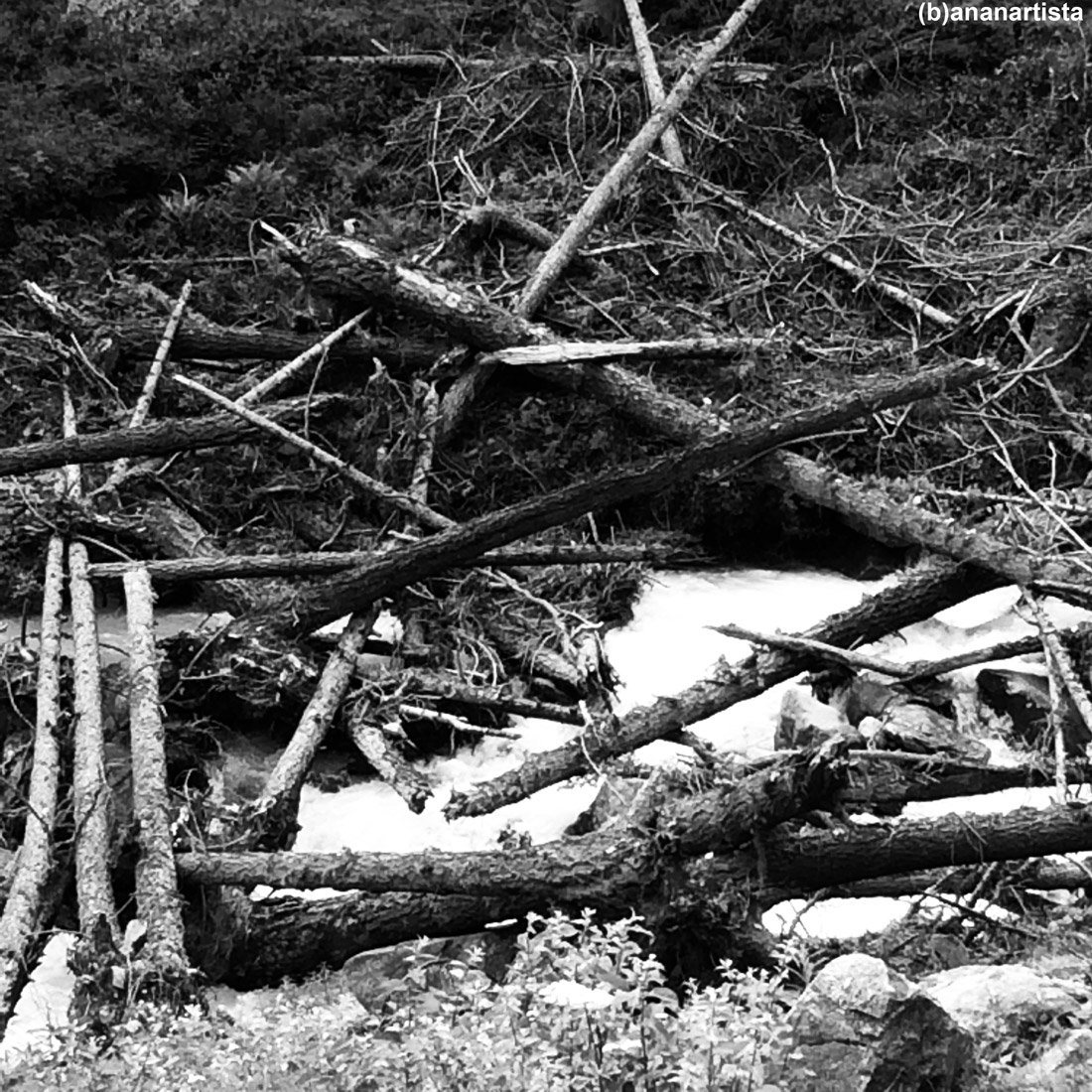 tronchi spezzati con poesia: fotografia di (b)ananartista sbuff