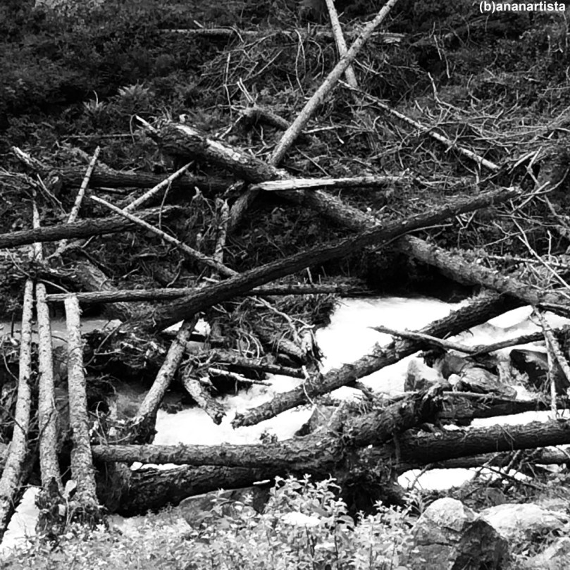 tronchi spezzati con poesia: fotografia di (b)ananartista sbuff