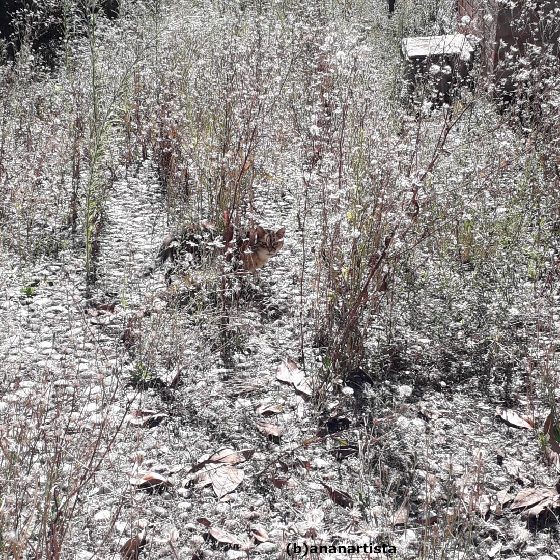 visible cat: photography by (b)ananartista sbuff