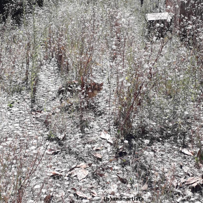 visible cat: photography by (b)ananartista sbuff