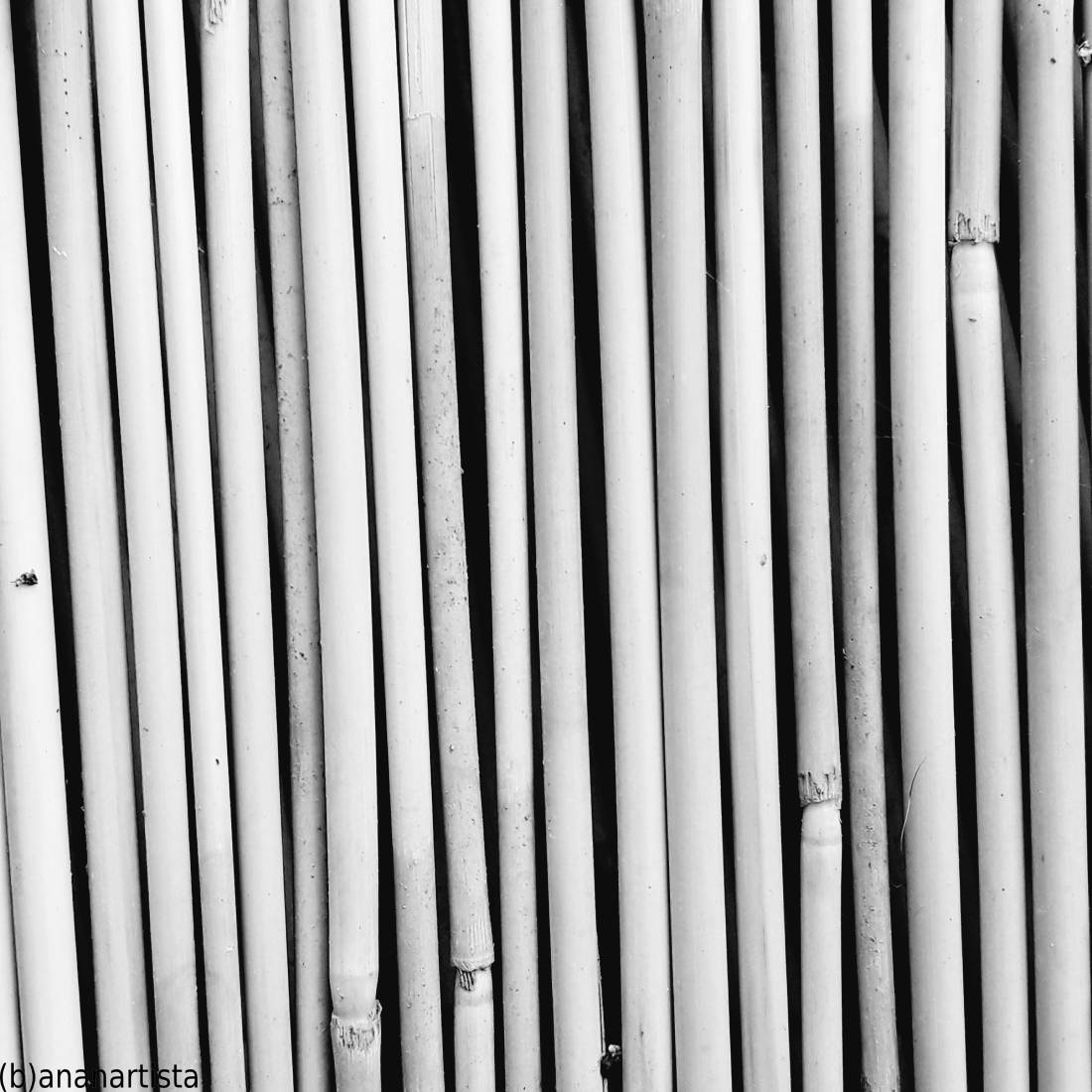 canna pensante : fotografia di (b)ananartista sbuff