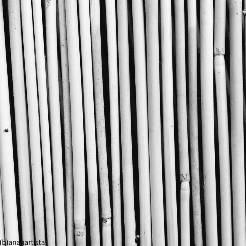 canna pensante : fotografia di (b)ananartista sbuff