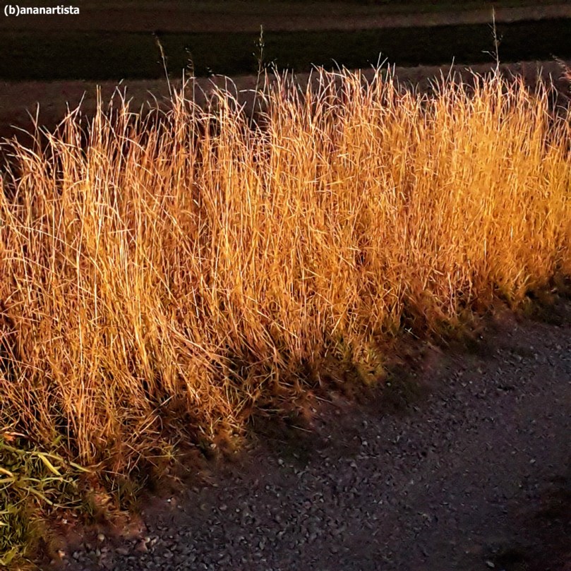 ZUPPA pappa fotografia di (b)ananartista sbuff