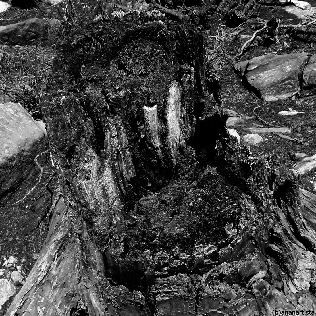 selfportrait autoritratto tronco - (b)ananartista sbuff