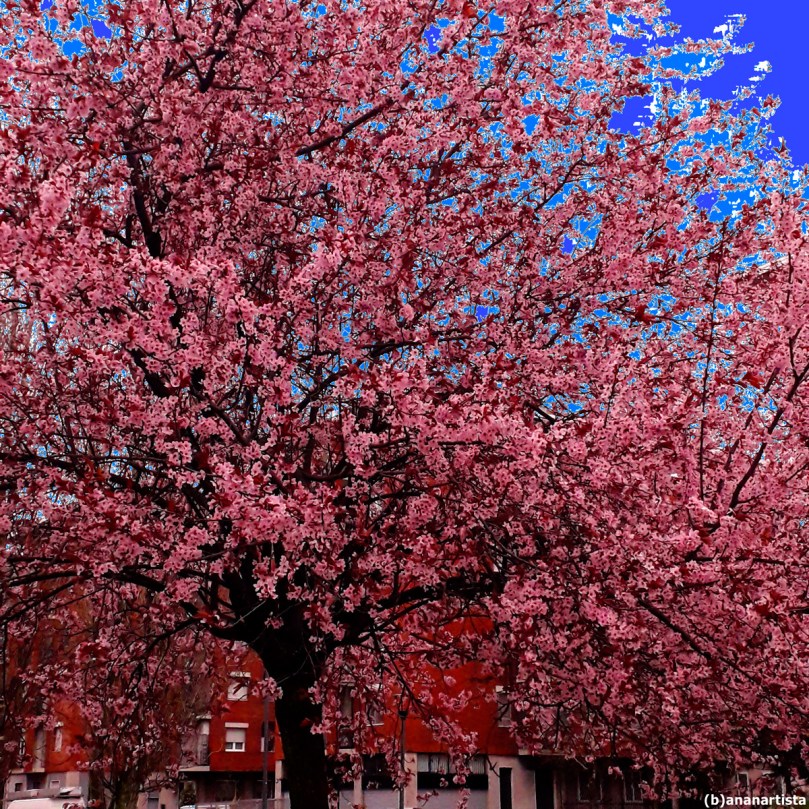 finalmente fiorito pruno : fotografia di (b)ananartista sbuff