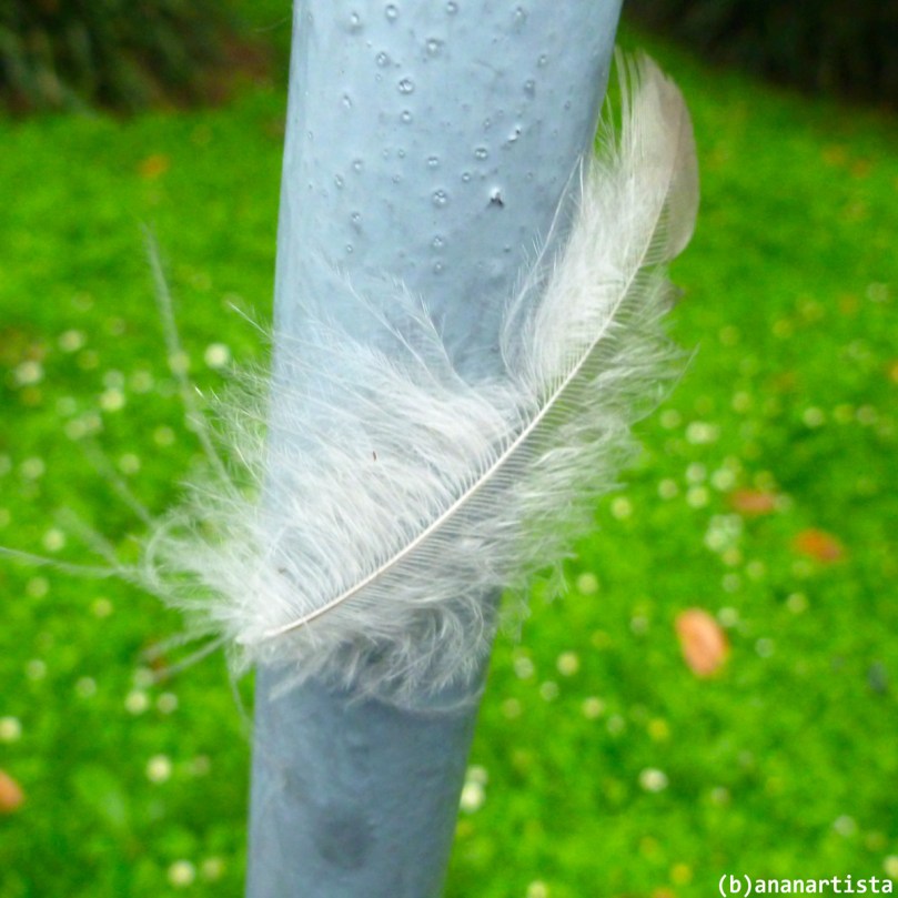 abbraccio piumoso : fotografia di (b)ananartista sbuff