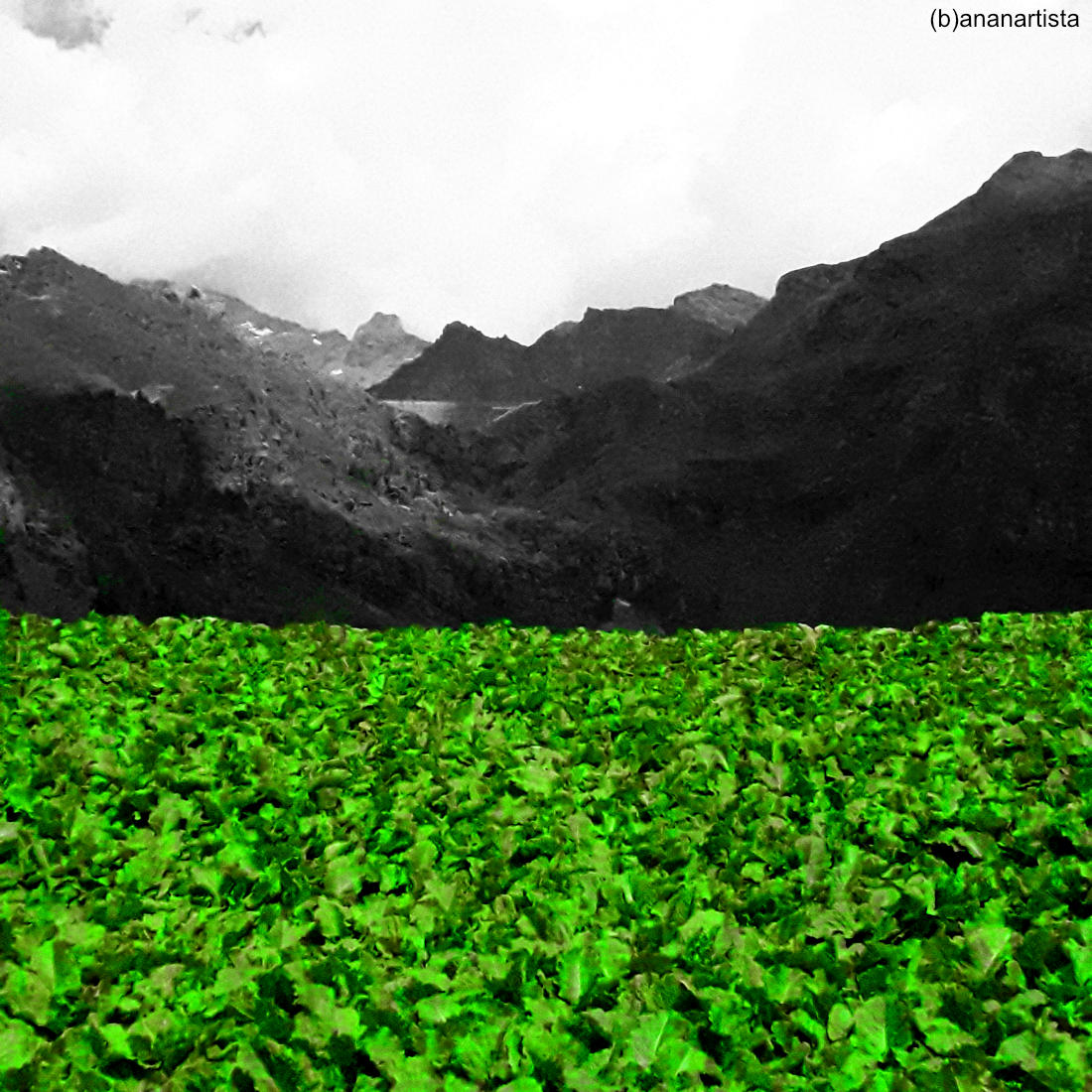 rabarbaro alpino fotografia di (b)ananartista sbuff